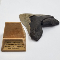 Carcharodon Megalodon Fossil Shark Tooth South Carolina w/ Display Stand