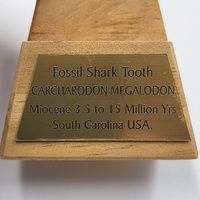 Carcharodon Megalodon Fossil Shark Tooth South Carolina w/ Display Stand