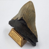 Carcharodon Megalodon Fossil Shark Tooth South Carolina w/ Display Stand