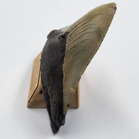Carcharodon Megalodon Fossil Shark Tooth South Carolina w/ Display Stand