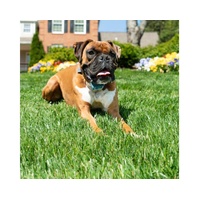 PetSafe Rechargeable Remote Spray Trainer PDT19-16397