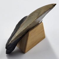 Carcharodon Megalodon Fossil Shark Tooth South Carolina w/ Display Stand
