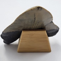 Carcharodon Megalodon Fossil Shark Tooth South Carolina w/ Display Stand