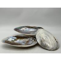 Mother of Pearl Set 6 Plates and 7 Cocktail Forks Collectable Set with Box