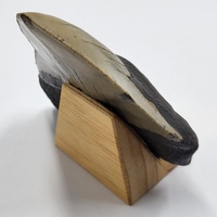 Carcharodon Megalodon Fossil Shark Tooth South Carolina w/ Display Stand