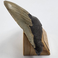 Carcharodon Megalodon Fossil Shark Tooth South Carolina w/ Display Stand