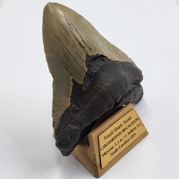 Carcharodon Megalodon Fossil Shark Tooth South Carolina w/ Display Stand