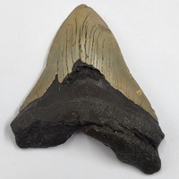 Carcharodon Megalodon Fossil Shark Tooth South Carolina w/ Display Stand