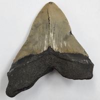 Carcharodon Megalodon Fossil Shark Tooth South Carolina w/ Display Stand