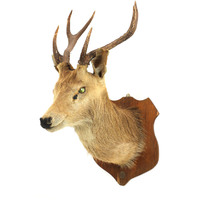 Vintage Taxidermy Deer Head Trophy with Wall Mount Plaque (pre-owned)