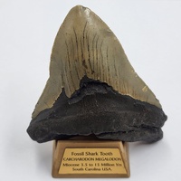 Carcharodon Megalodon Fossil Shark Tooth South Carolina w/ Display Stand